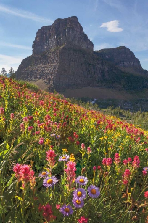 Picture of BOULDER PASS WILDFLOWERS