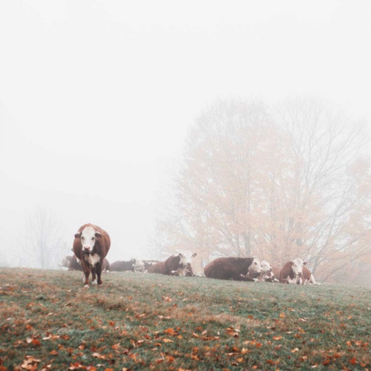 Picture of MISTY PASTURE