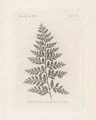 Picture of FERN ENGRAVING