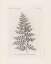 Picture of FERN ENGRAVING