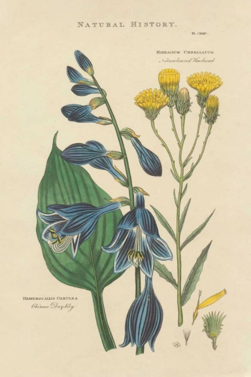 Picture of BOTANICAL PRINT I