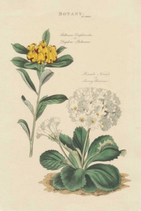 Picture of BOTANICAL PRINT II