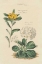 Picture of BOTANICAL PRINT II