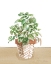 Picture of HERB GARDEN II WHITE