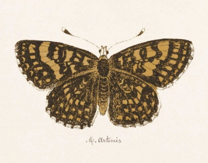 Picture of ANTIQUE BUTTERFLY II