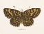 Picture of ANTIQUE BUTTERFLY II