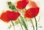 Picture of COQUELICOTS AU VENT I