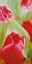 Picture of TULPEN II