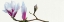 Picture of MAGNOLIA SOLITAIRE