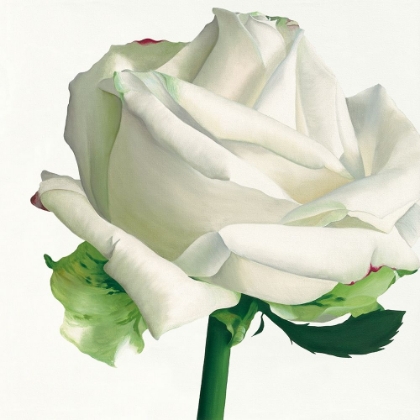 Picture of WHITE ROSE I