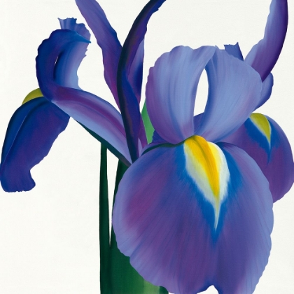 Picture of IRIS