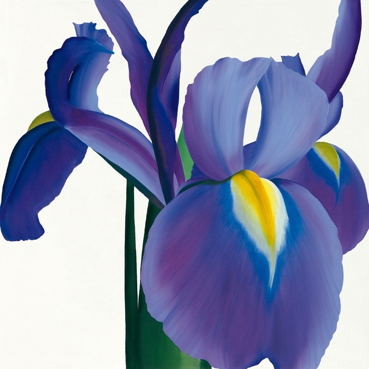 Picture of IRIS