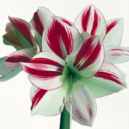 Picture of AMARYLLIS