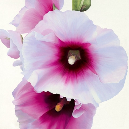 Picture of WHITE HOLLYHOCK I