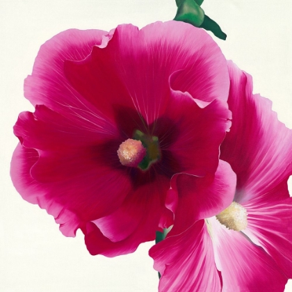 Picture of PINK HOLLYHOCK I
