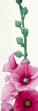 Picture of PINK HOLLYHOCK II