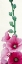Picture of PINK HOLLYHOCK II