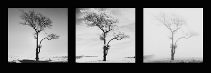 Picture of LONE TREES