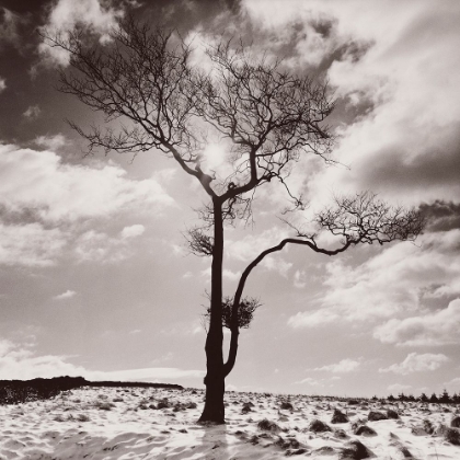 Picture of LONE TREE # 2-PEAK DISTRICT-ENGLAND