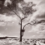 Picture of LONE TREE # 2-PEAK DISTRICT-ENGLAND