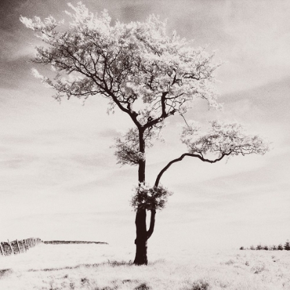 Picture of LONE TREE # 3-PEAK DISTRICT-ENGLAND