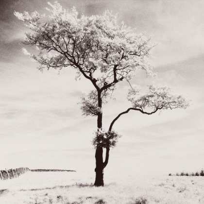 Picture of LONE TREE # 3-PEAK DISTRICT-ENGLAND