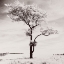Picture of LONE TREE # 3-PEAK DISTRICT-ENGLAND