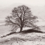 Picture of MISTY TREE-PEAK DISTRICT- ENGLAND