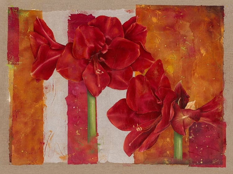 Picture of AMARYLLIS