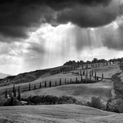 Picture of HILLS OF TUSCANY