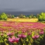 Picture of LES PAVOTS