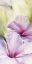 Picture of HIBISCUS