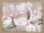 Picture of MAGNOLIA