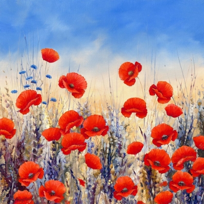 Picture of SUNSET POPPIES