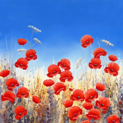 Picture of DANCING POPPIES