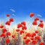 Picture of DANCING POPPIES