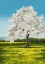 Picture of IN VOLLER BLUTE