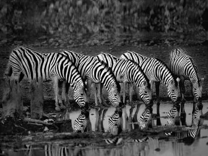 Picture of ZEBRAS REFLECTION