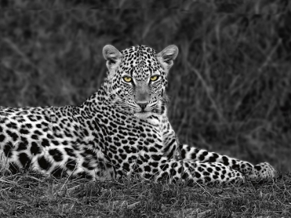 Picture of LEOPARD PORTRAIT