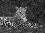 Picture of LEOPARD PORTRAIT