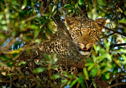 Picture of LEOPARD CAMOUFLAGE
