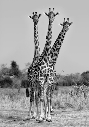 Picture of GIRAFFES THREE