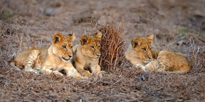 Picture of LIONS CUB