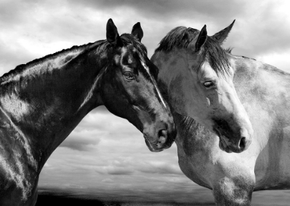 Picture of HORSE PORTRAIT