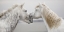 Picture of THE FIRST KISS