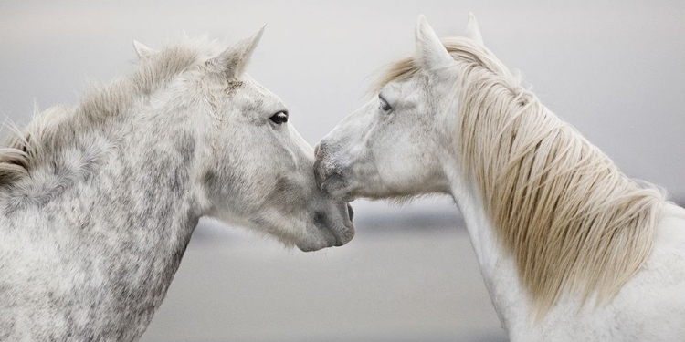 Picture of THE FIRST KISS