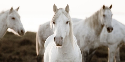 Picture of HORSE MEETING