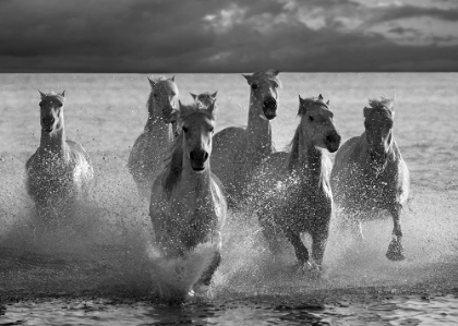 Picture of HORSES LANDING AT THE BEACH