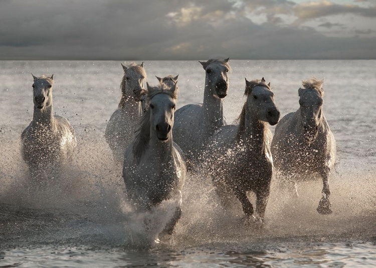 Picture of HORSES LANDING AT THE BEACH