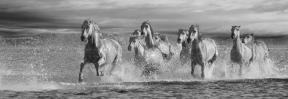 Picture of HORSES RUNNING AT THE BEACH